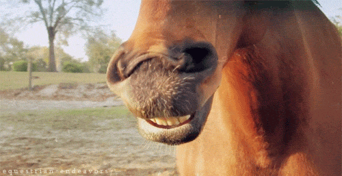 Gif pictures with animals