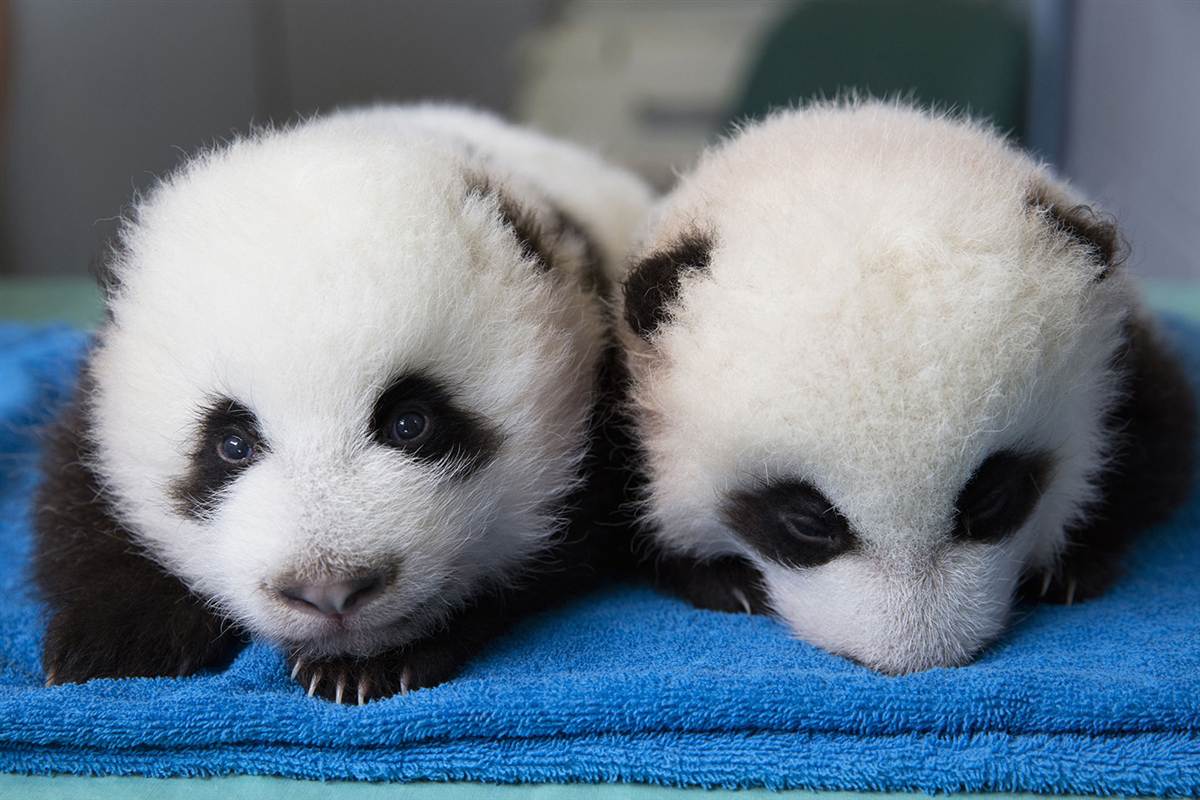დიდი panda cubs