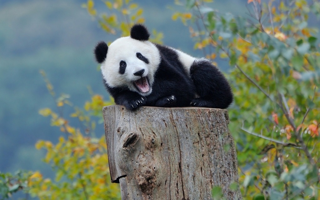 ири панда