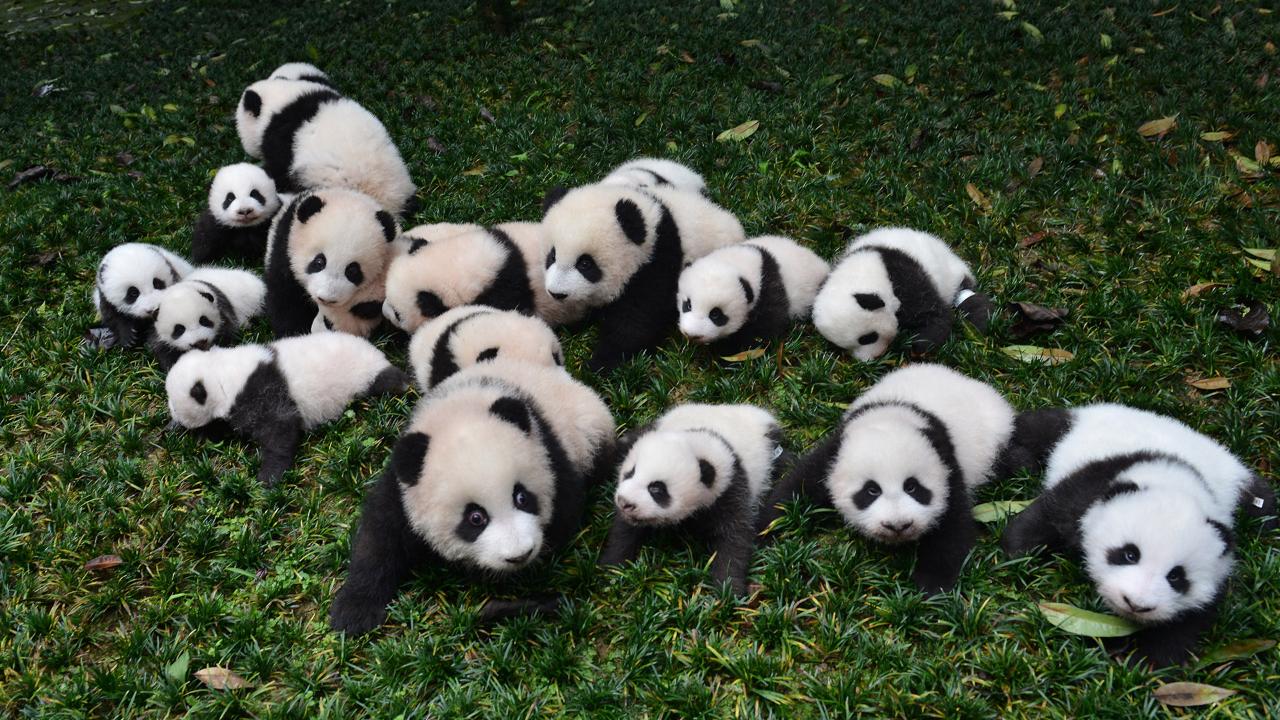 משפחה גדולה Pandas
