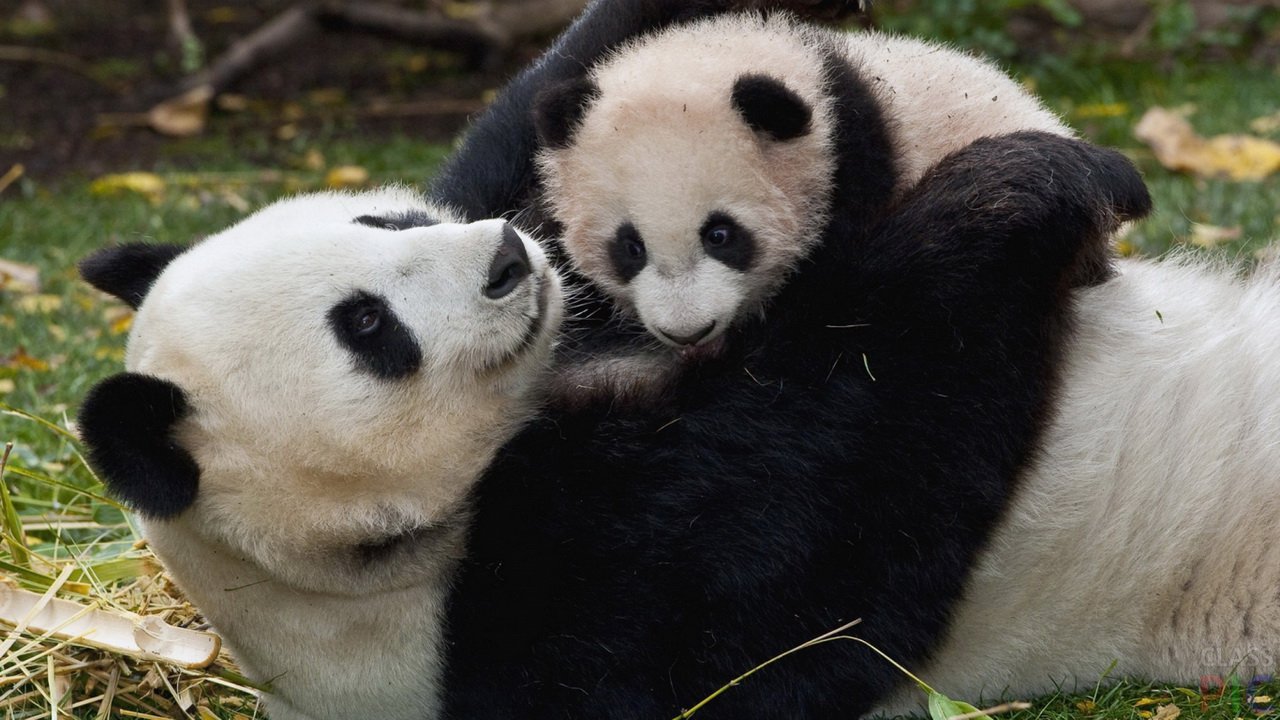 Stor panda med cub