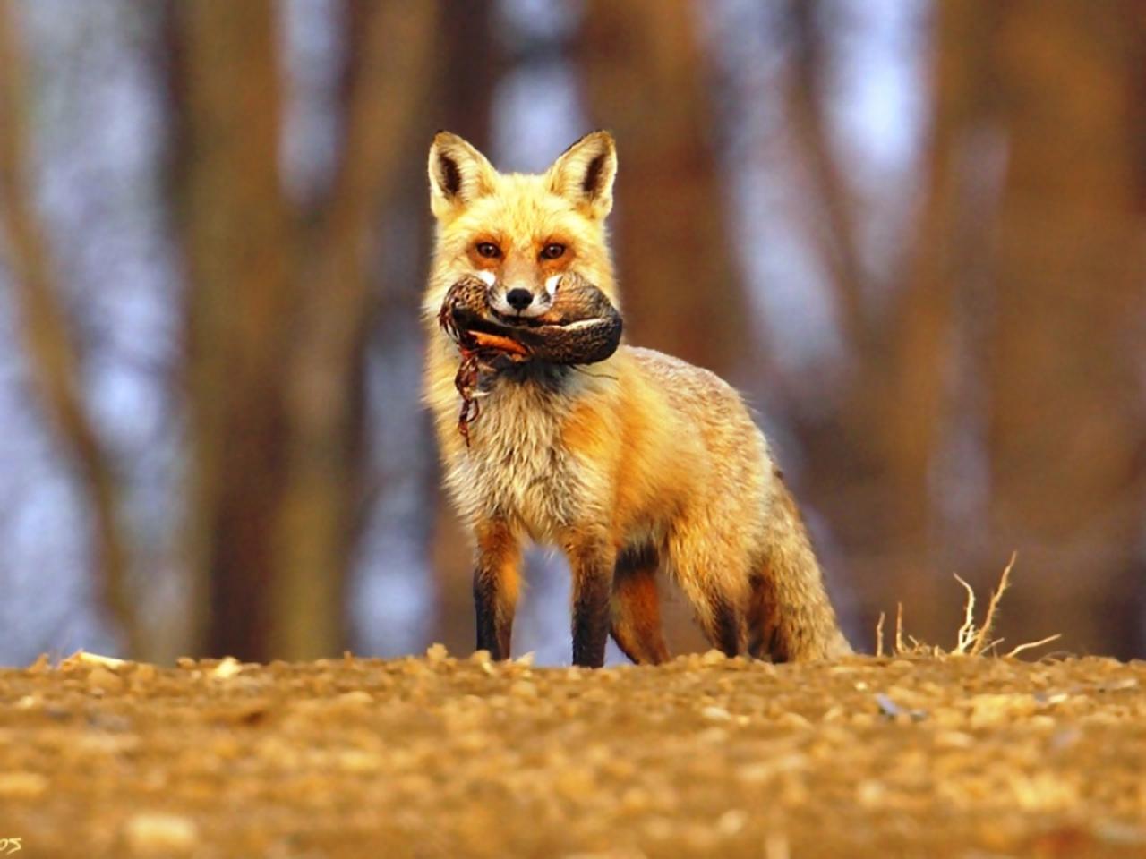Fox med bytte