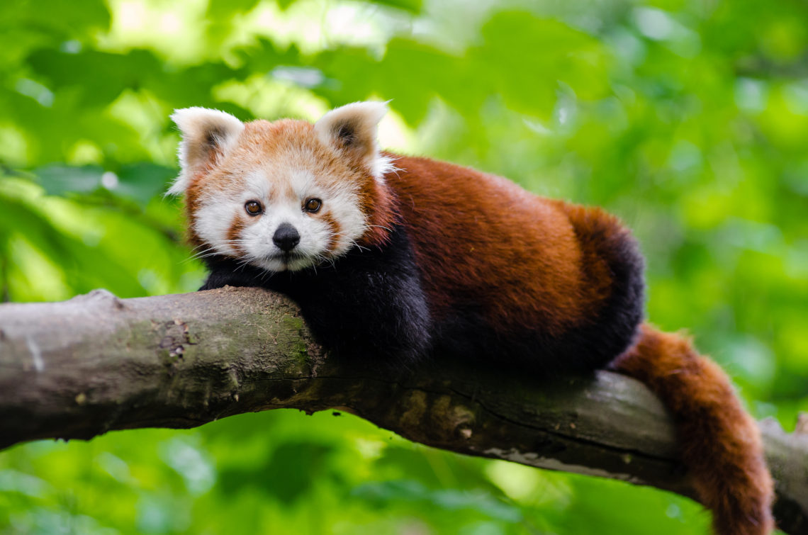 Црвена панда на дрвото