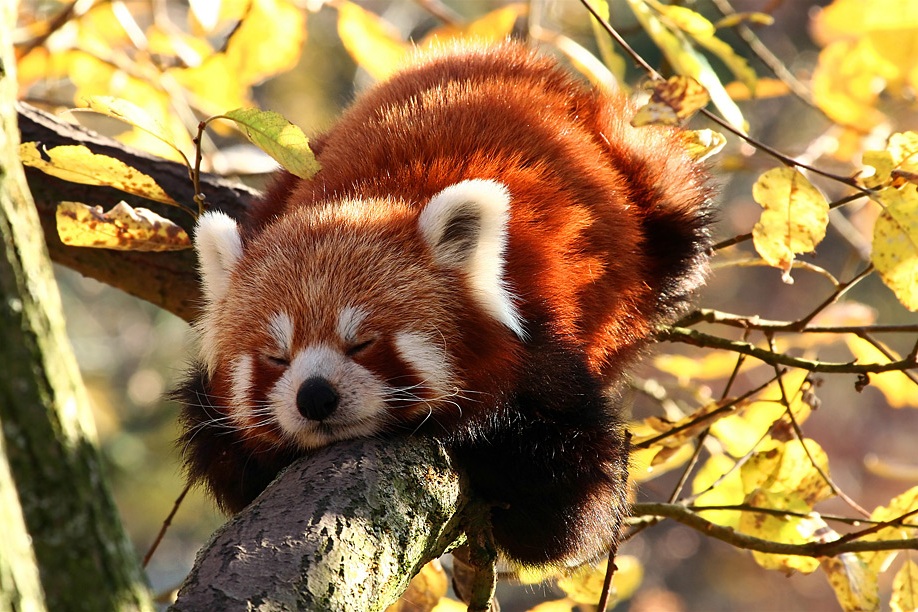 Rdeča panda v evropskem živalskem vrtu jeseni