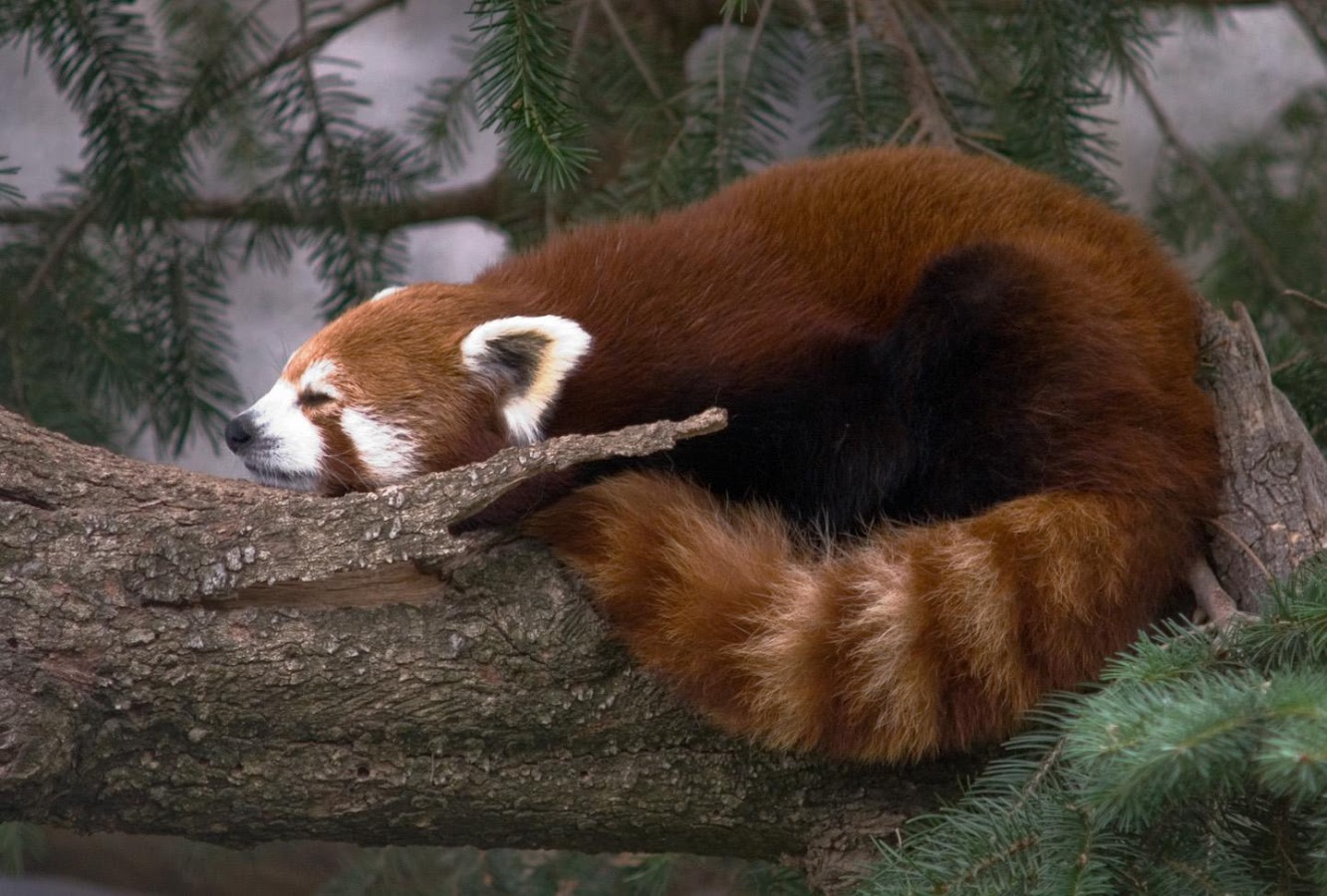 Az európai állatkertben a vörös panda nem fonódott vissza