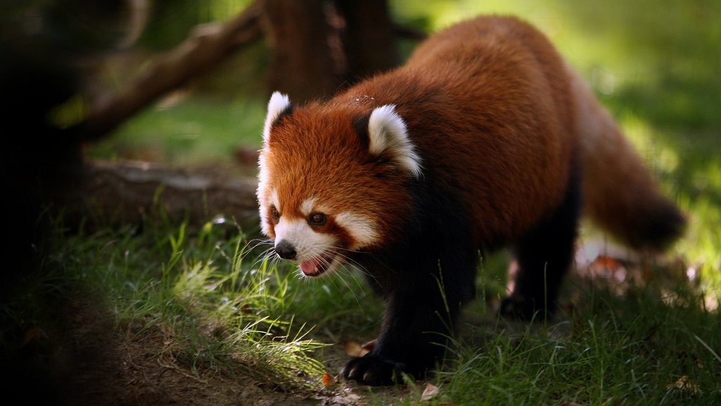 Panda piccolo o rosso