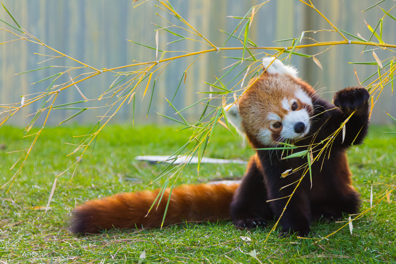 Чырвоная панда есць бамбук