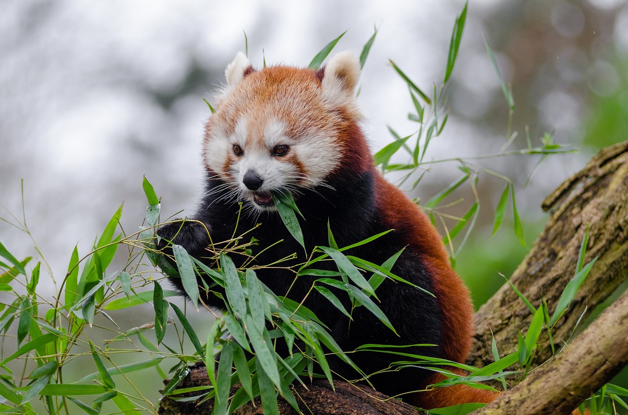Кызыл панда тамактануу бамбук