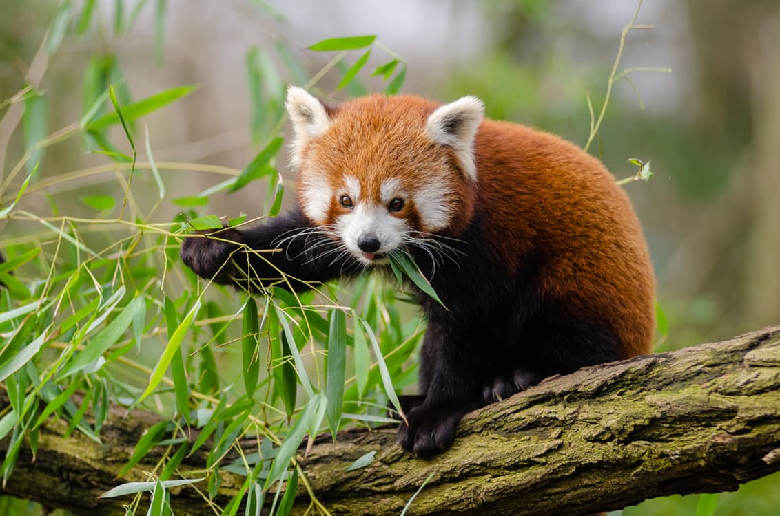 Panda vermelho comendo bambu