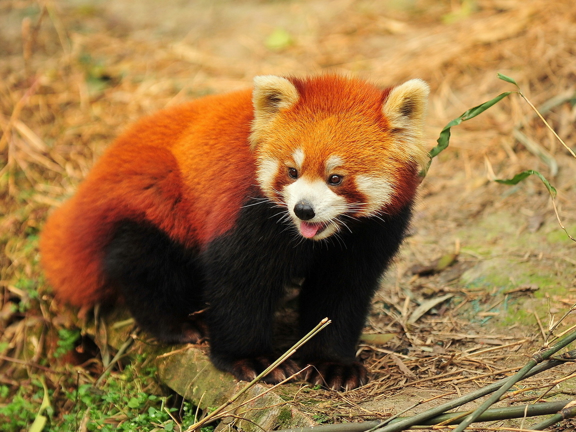 Rød panda
