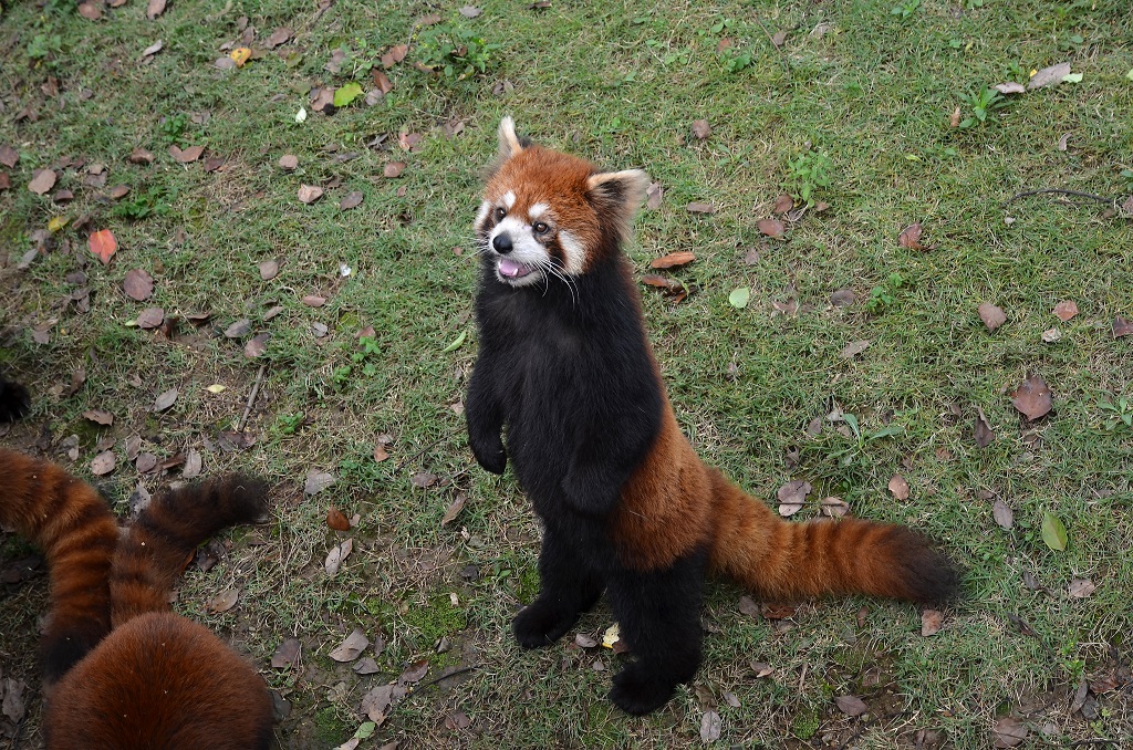 Rooi panda staan ​​op sy agterpote.