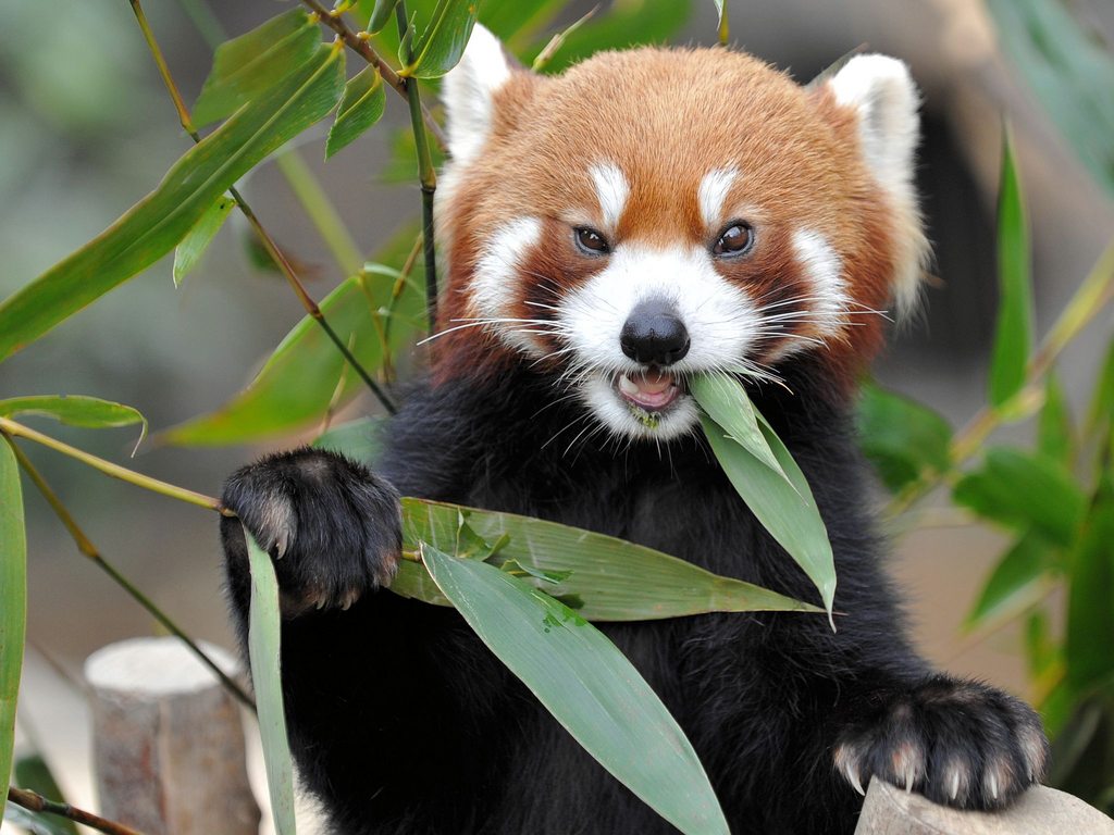 Кызыл панда тамактануу бамбук