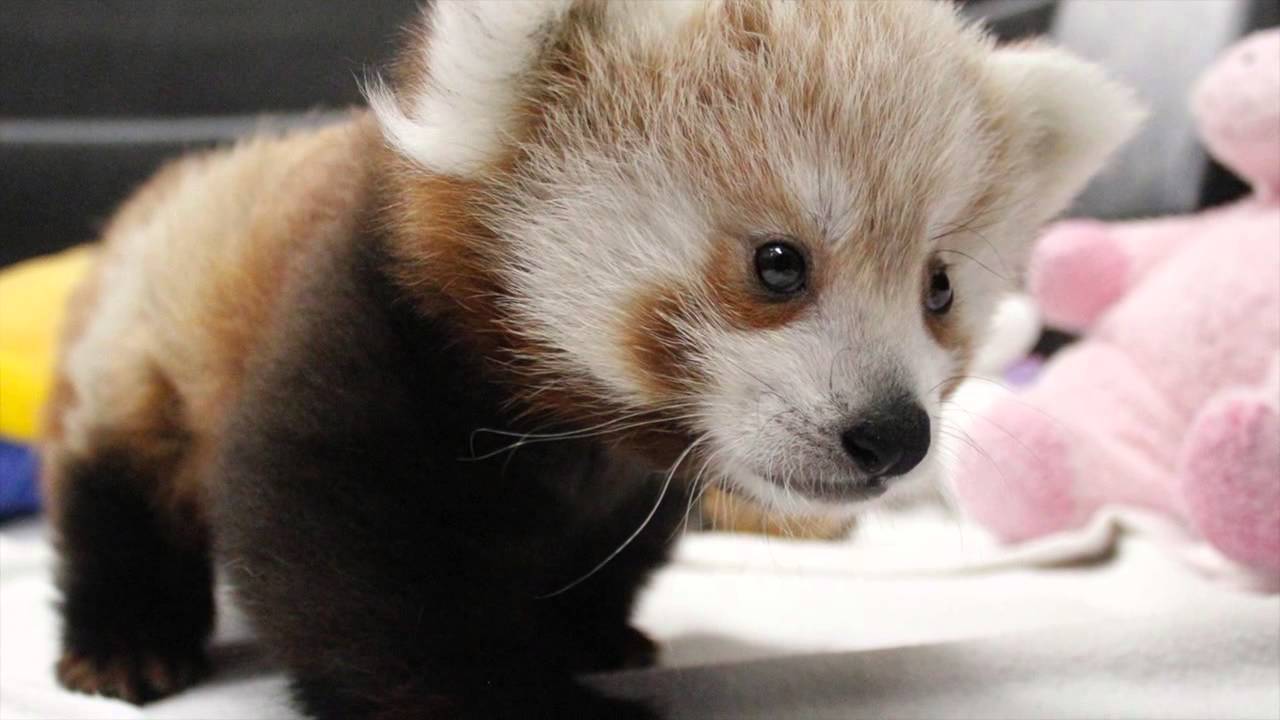 I-red panda cub