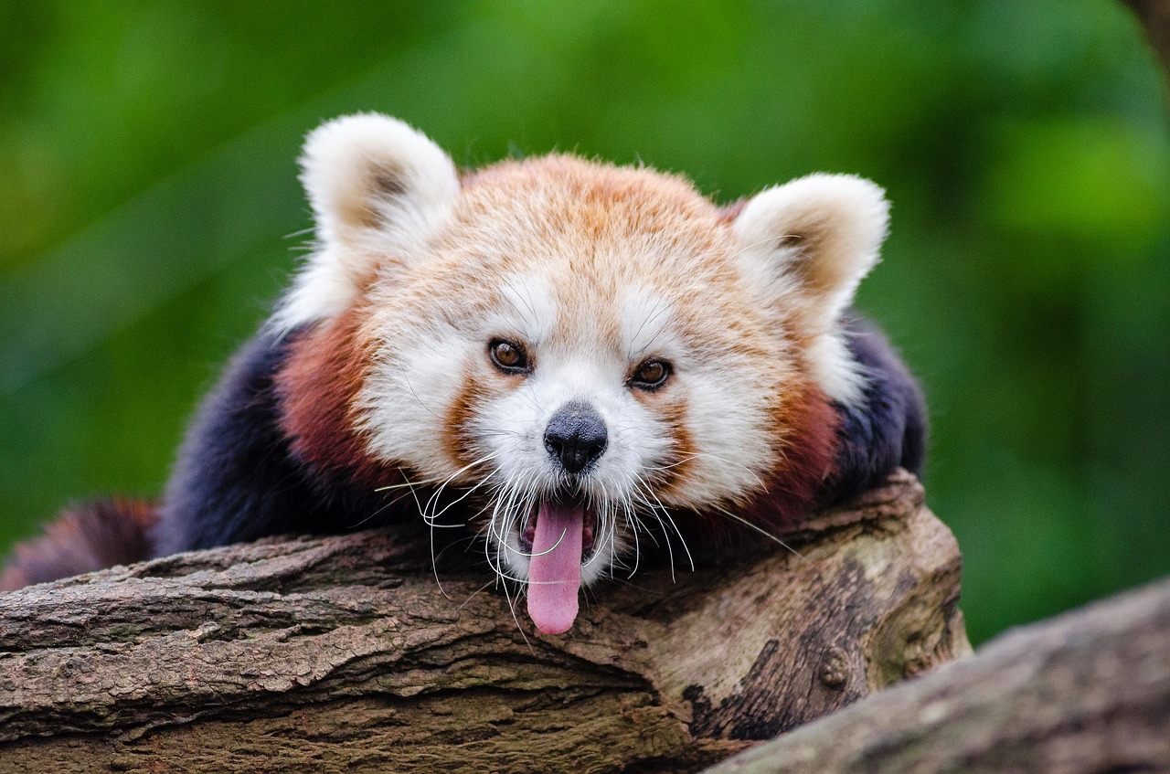 Panda vermelho boceja e mostra a língua.