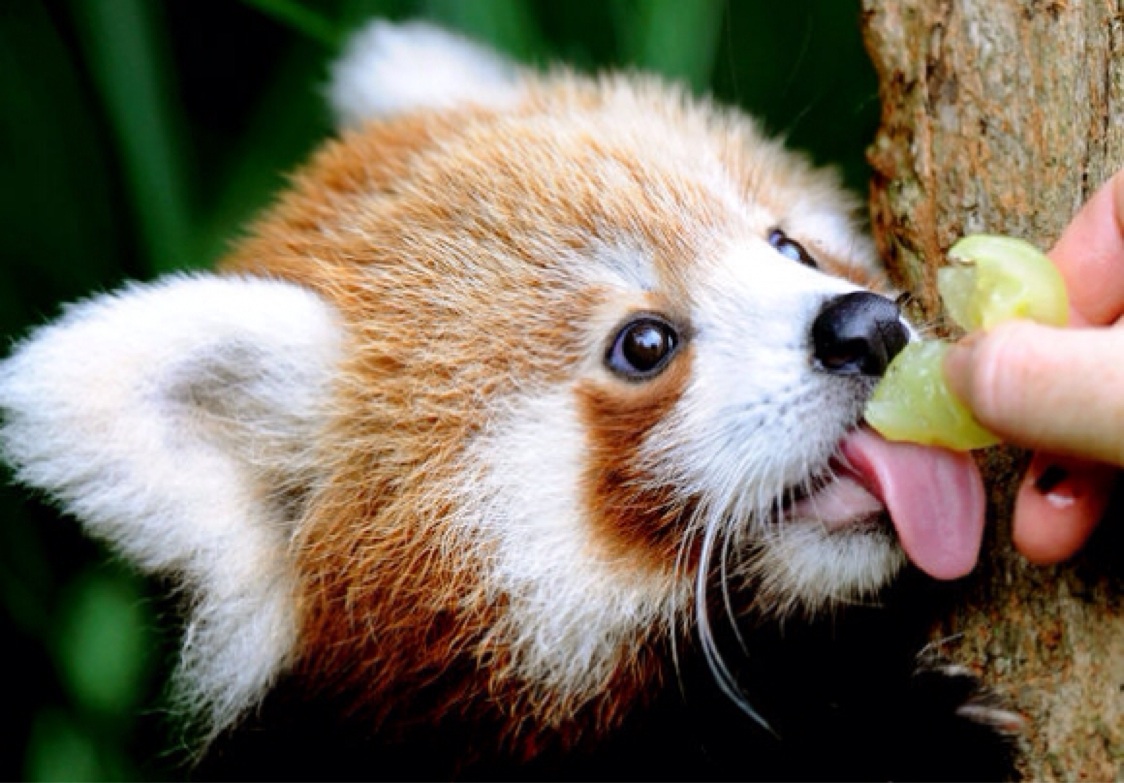 Červená panda olizuje citrusové plody
