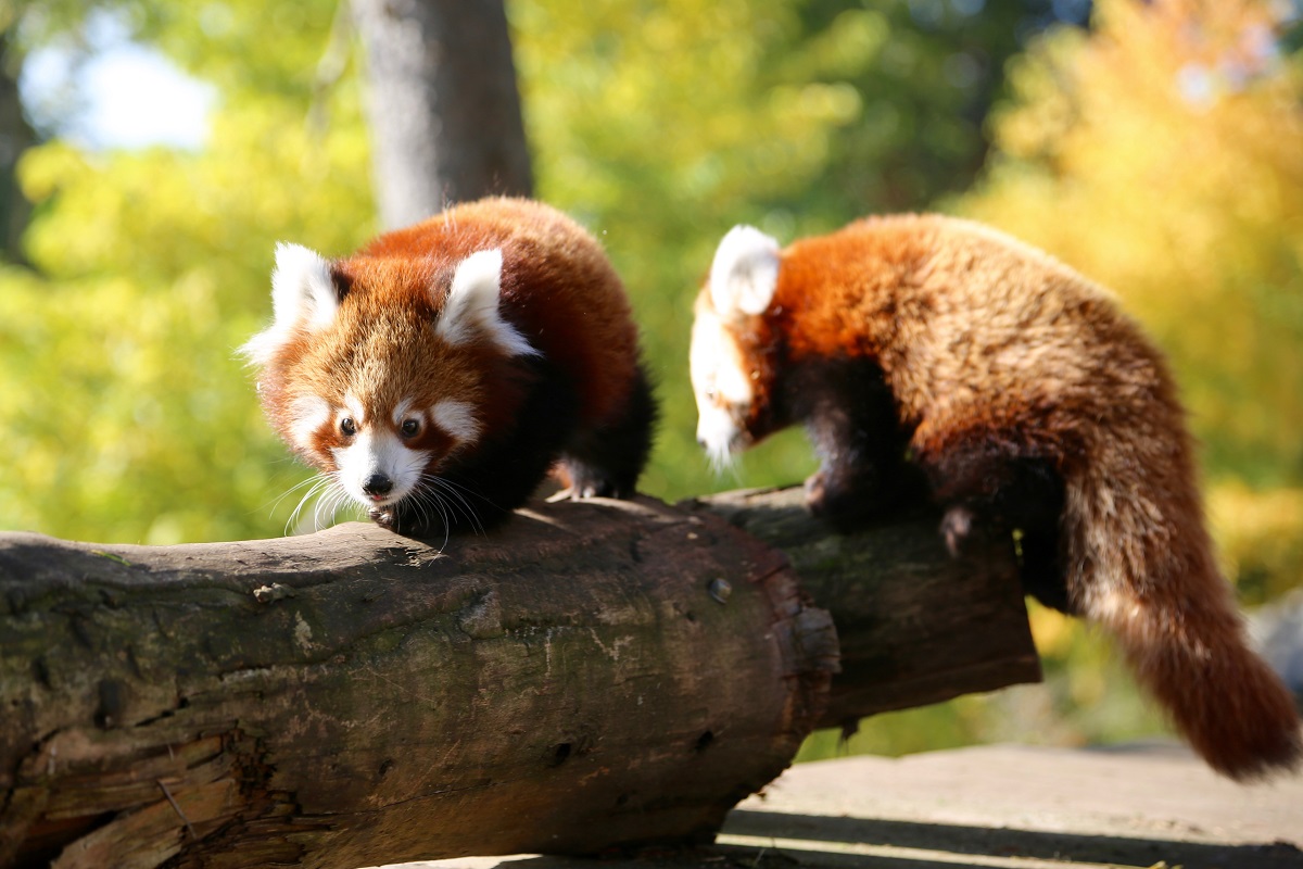Rote Pandas