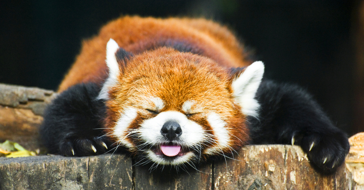Rode panda slaapt