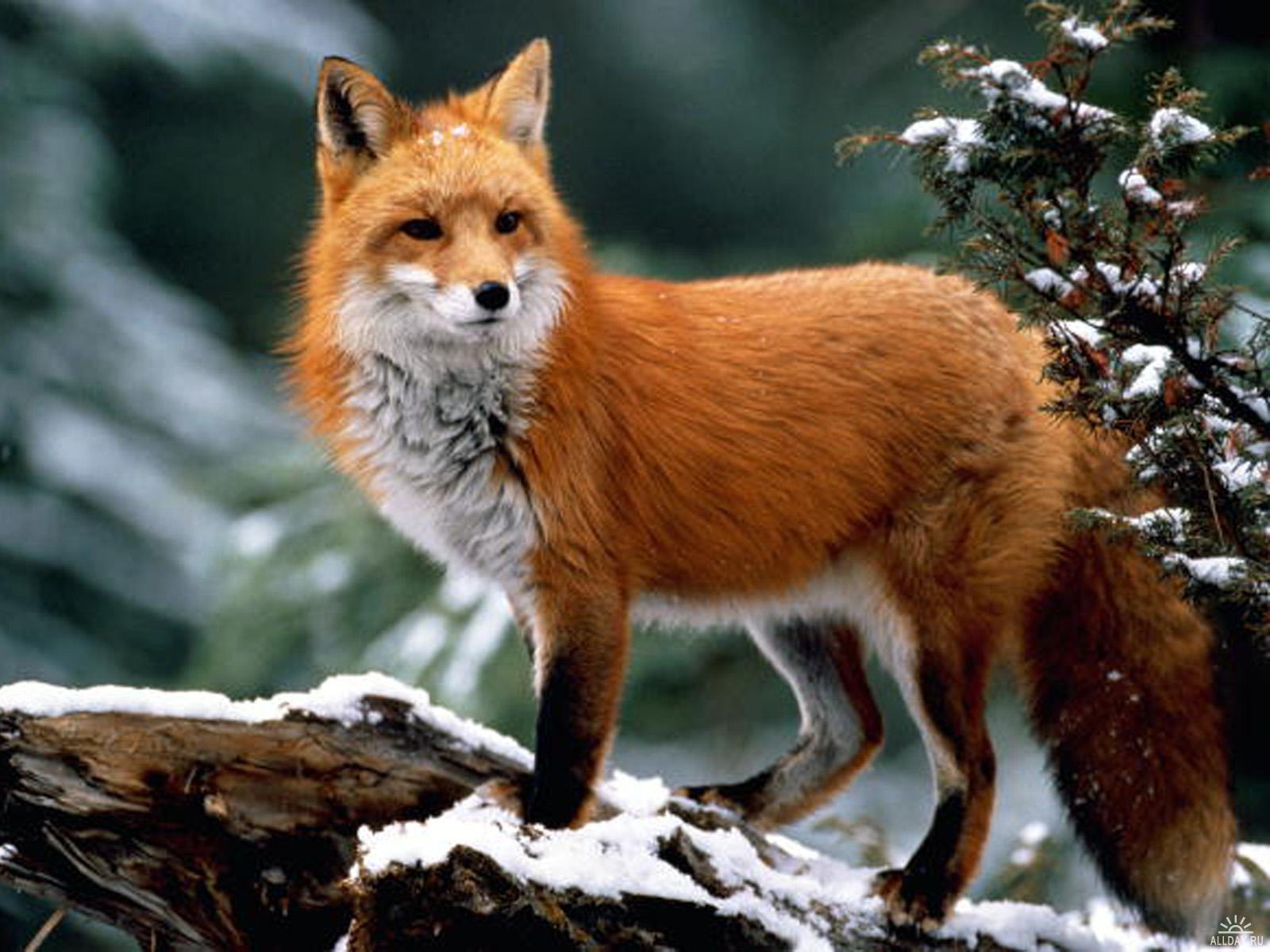 Fox mynd