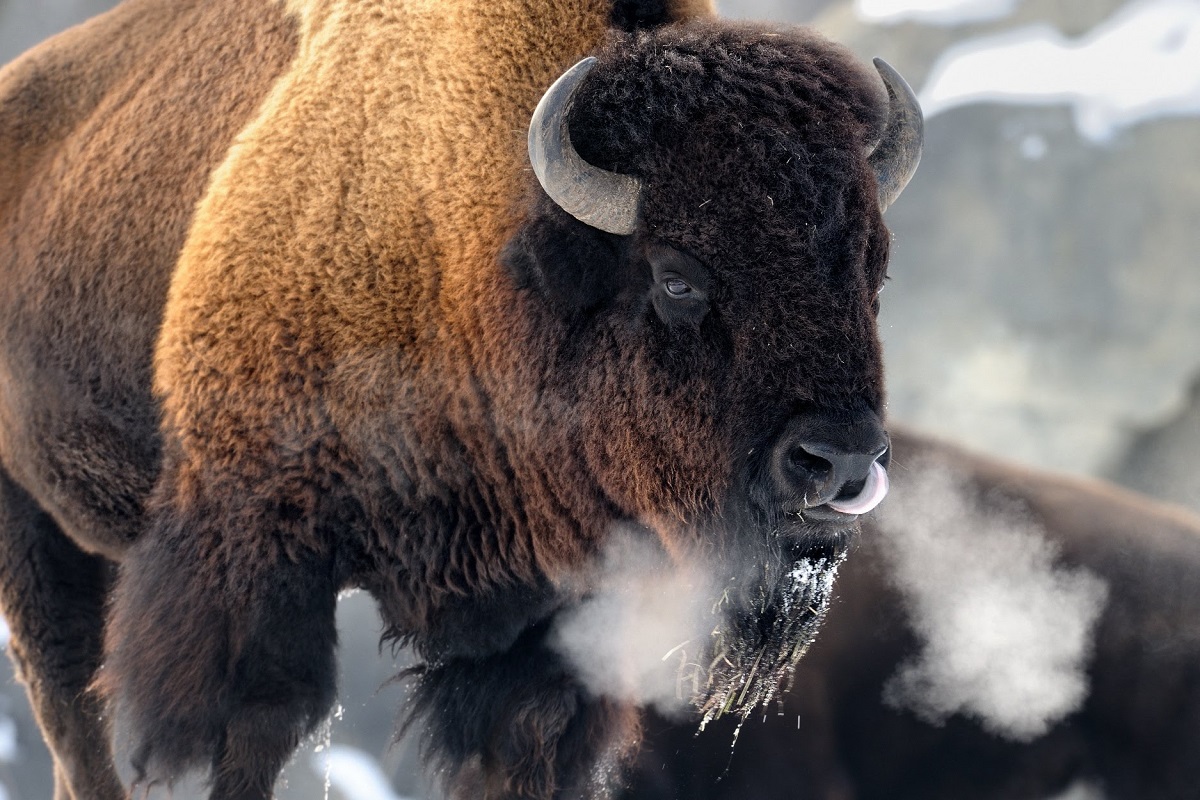 Foto de un bisonte en el invierno.