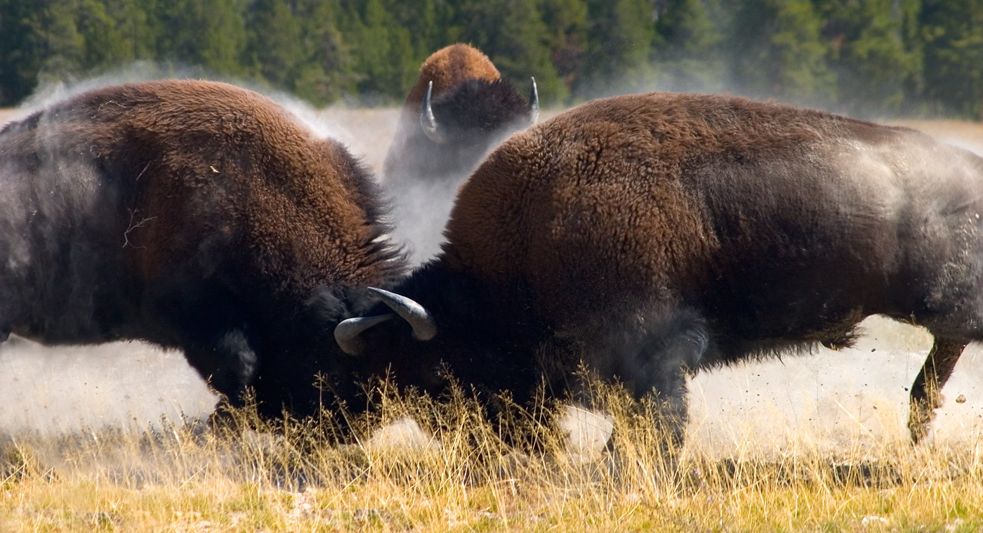 Ġlieda bison
