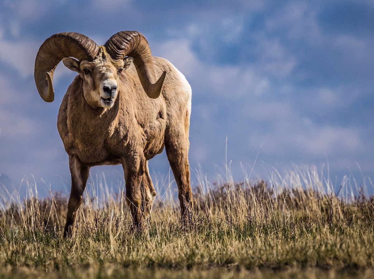 Bighornschafe im natürlichen Lebensraum