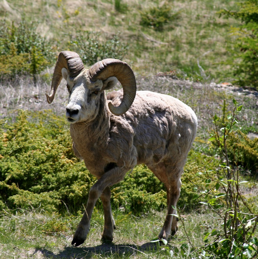 گوسفند Bygorn یا bighorn (مرد)