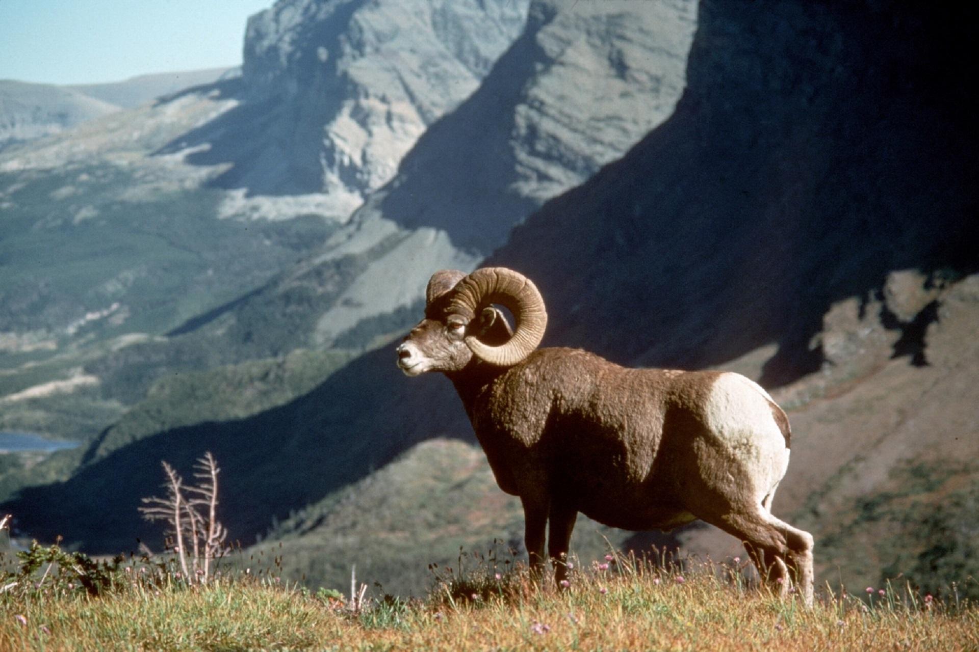 Bighorn ovce, drugo ime za hornbill