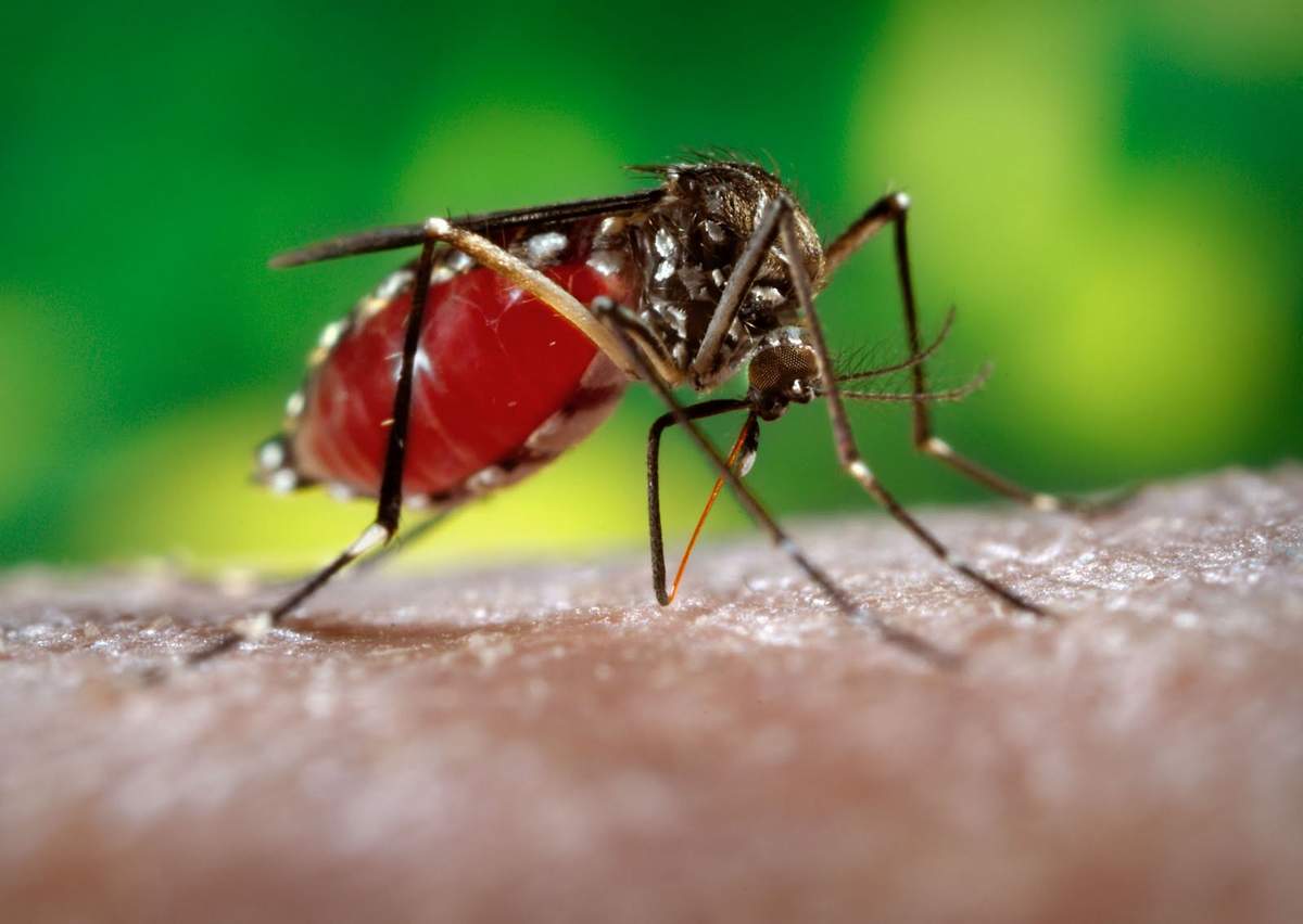 Как комарът пие кръв