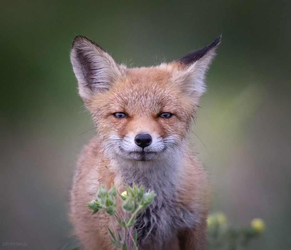Портрет на лисица