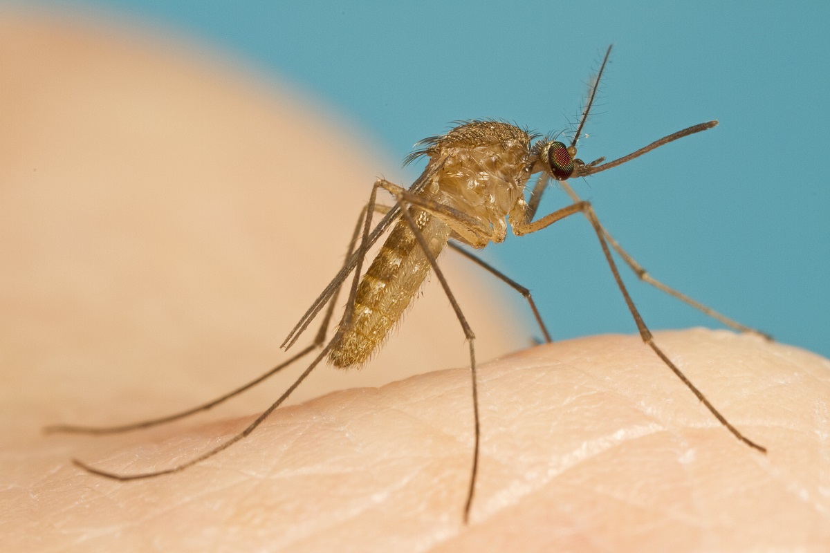 Mosquito piskun sau țânțar obișnuit (lat Culex pipiens)
