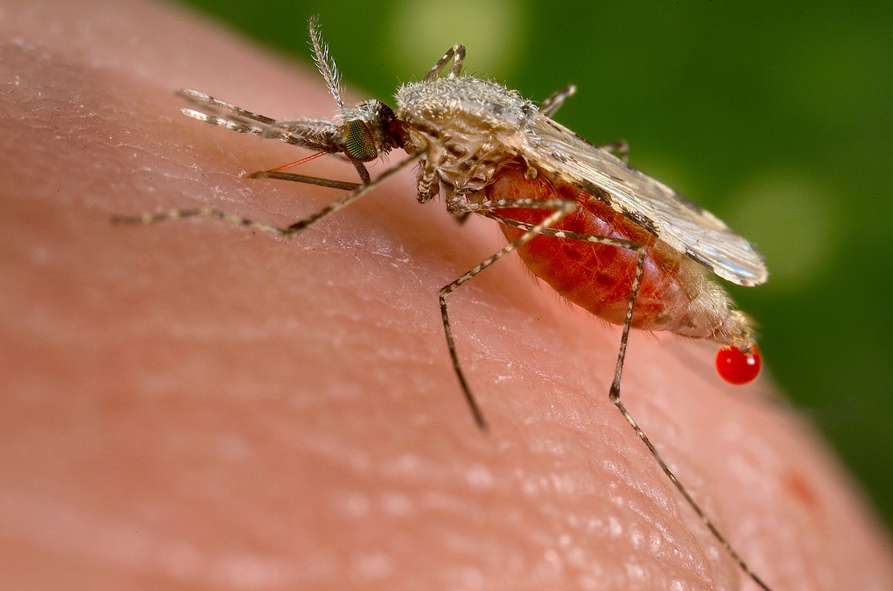 Malaria mygg av arten Anopheles stephensi