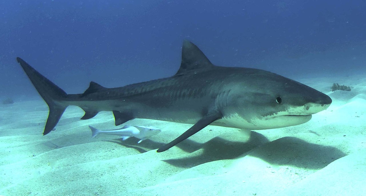 тыгровая акула