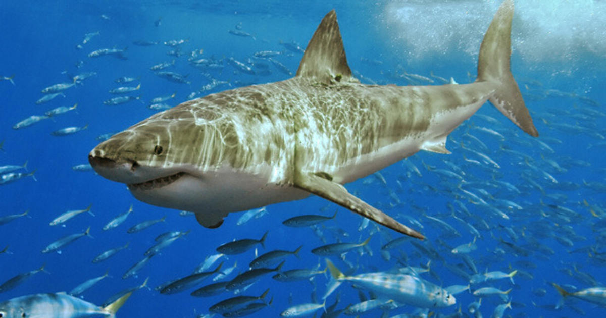 Тигар ајкула