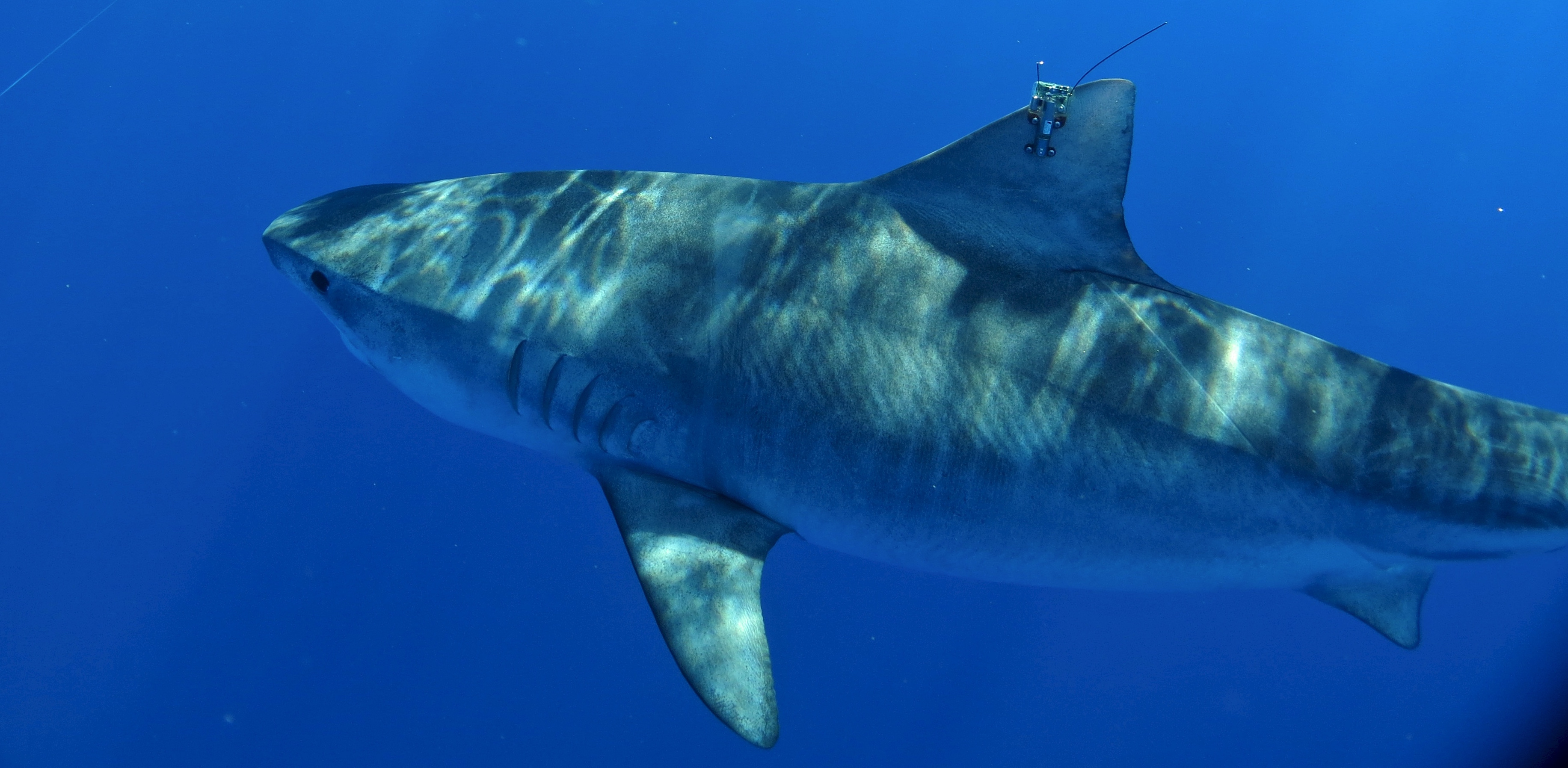 Tubarão-tigre com sensor de aleta