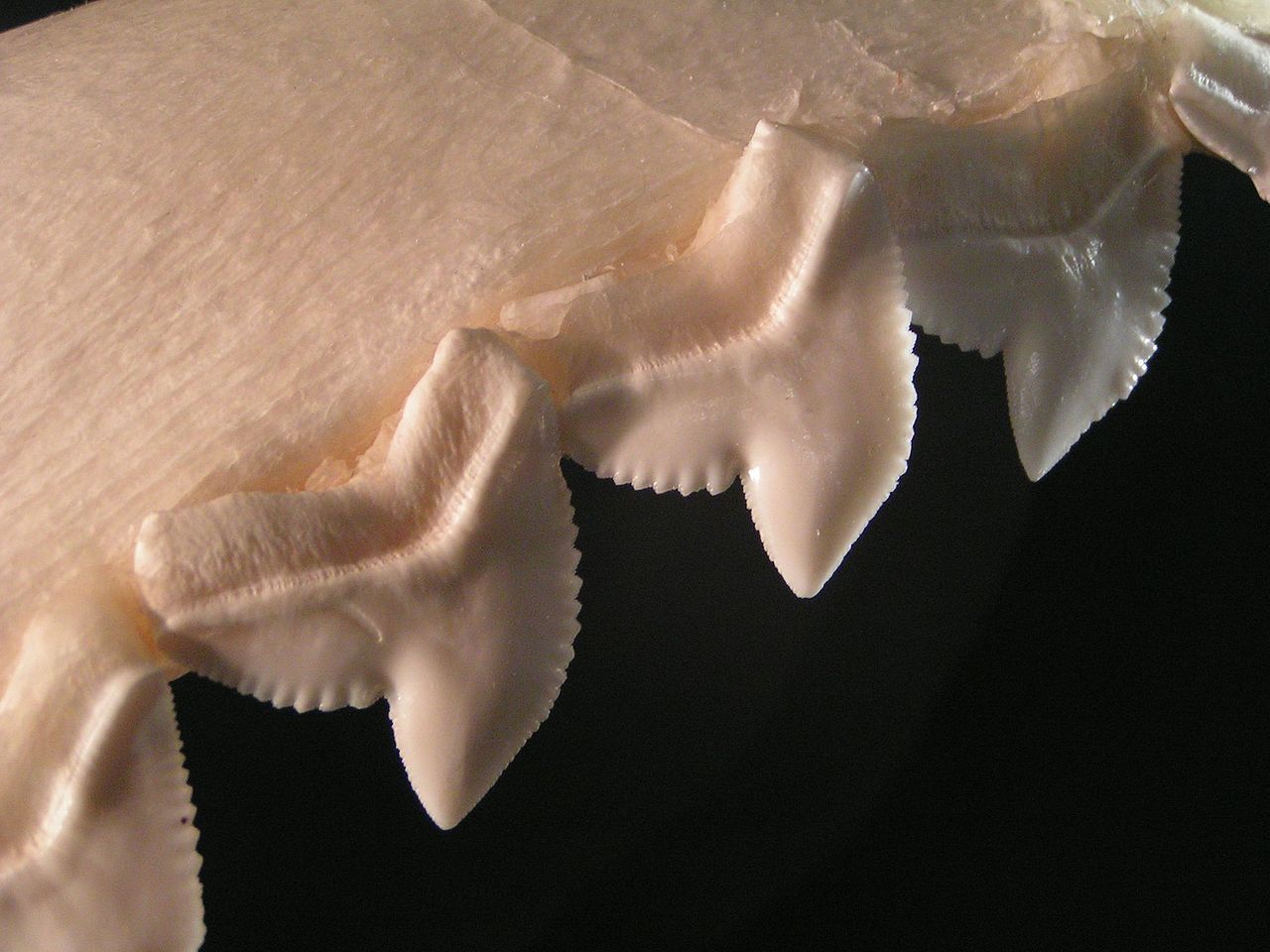 Tīģera haizivs zobi