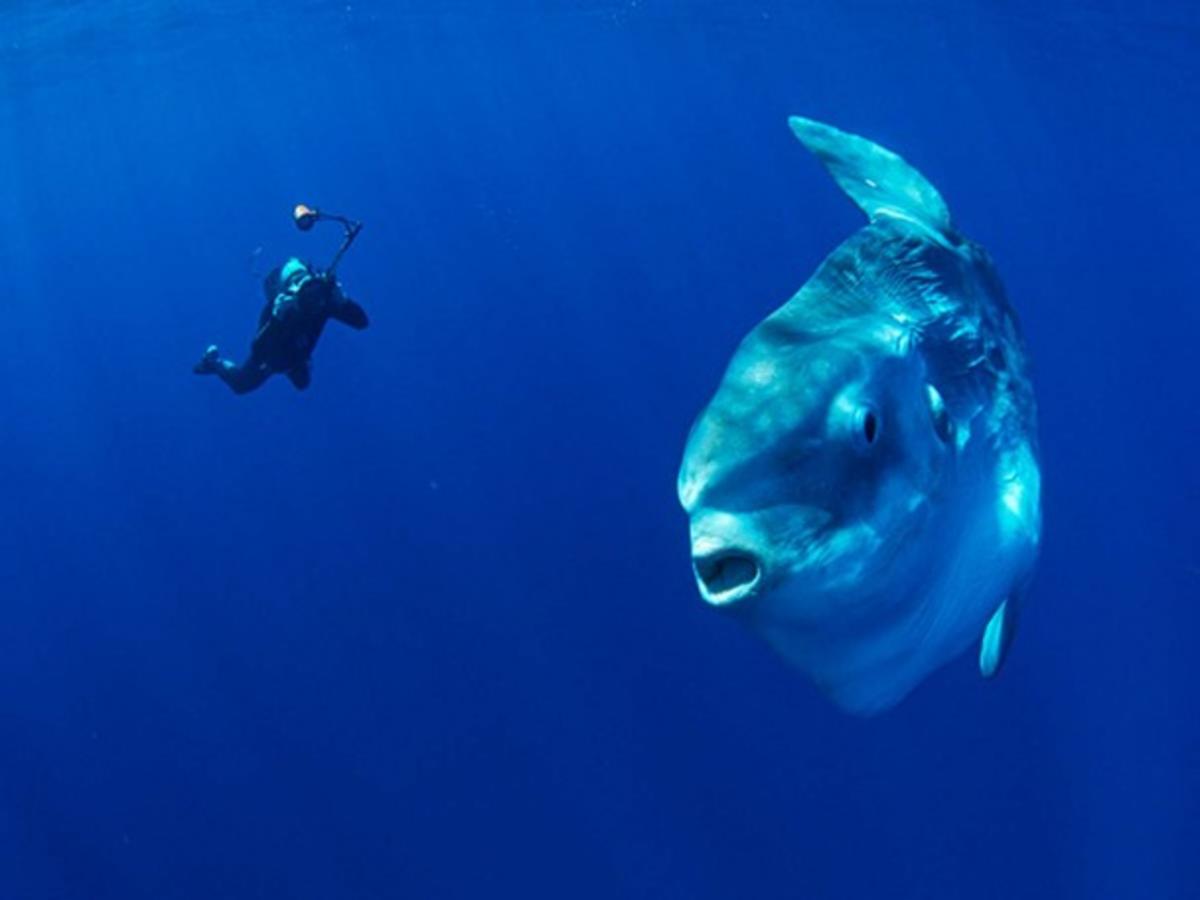 Ay balığının yeterince büyük bir örneği