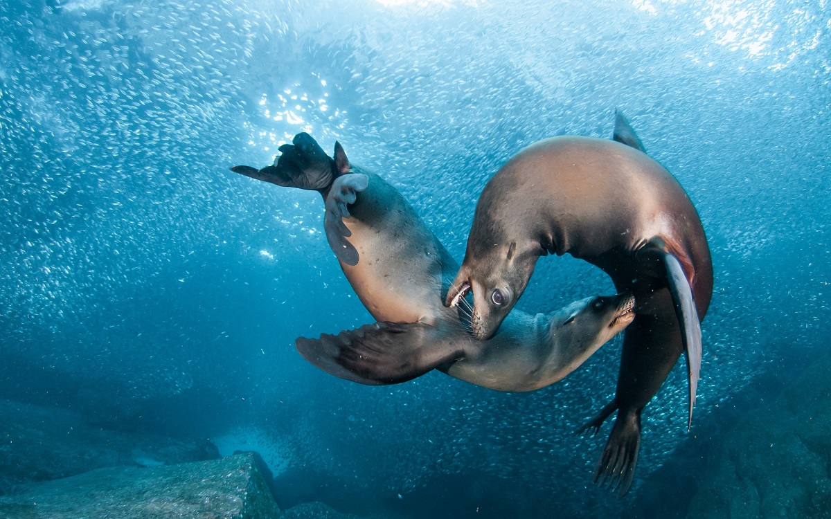 Los leones marinos juegan bajo el agua