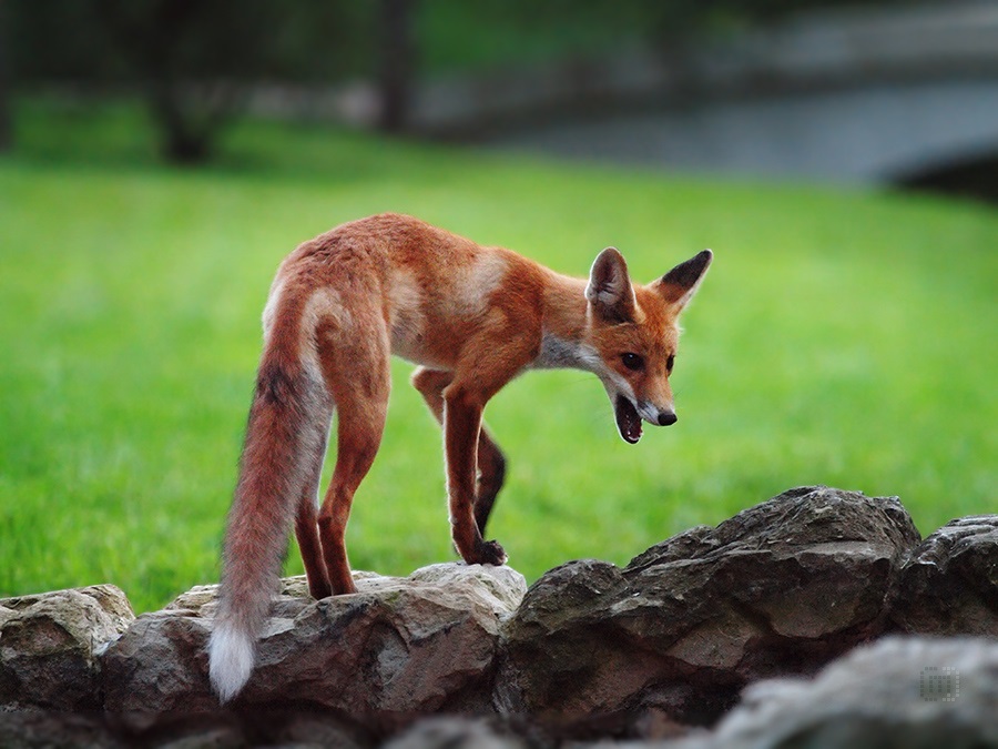 Giovane fox - giovane ghjattu
