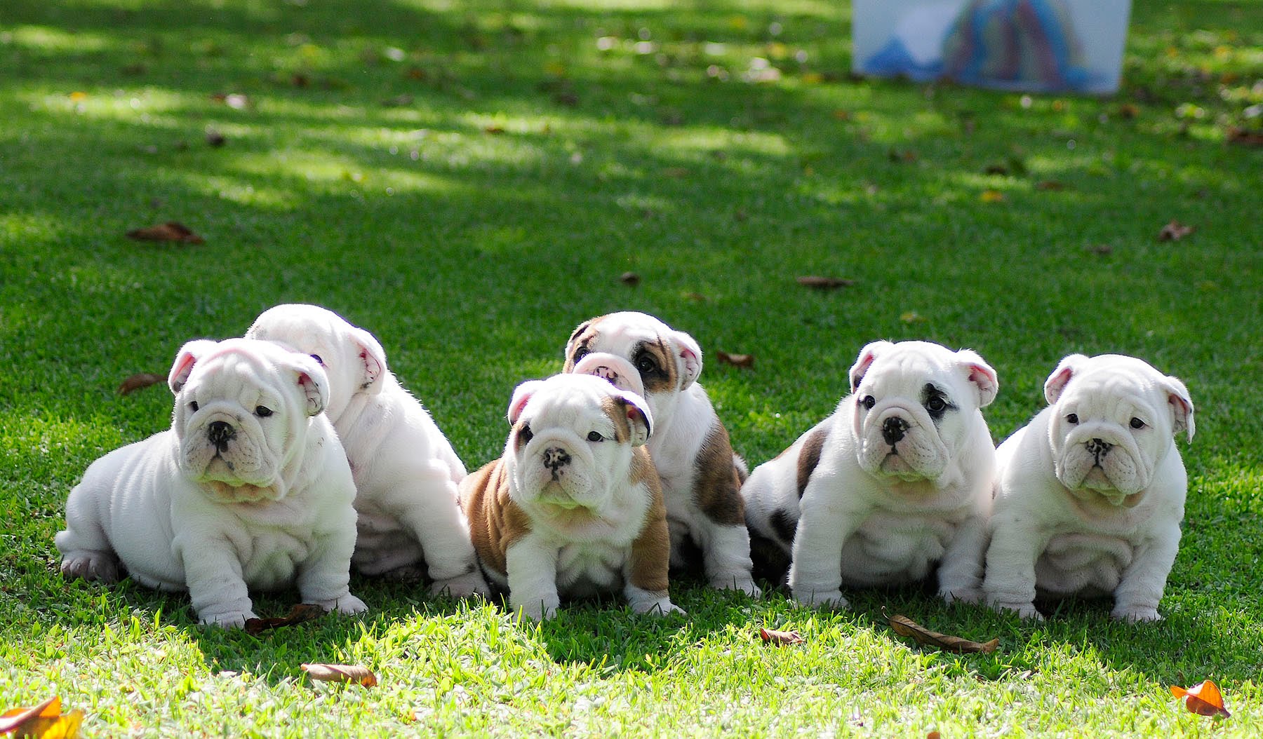 Puppies Latina bulldog