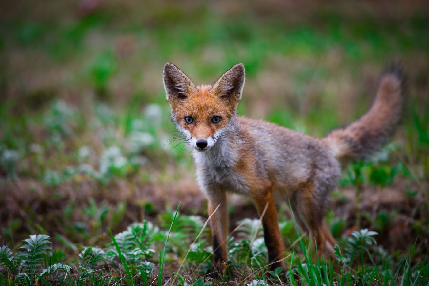 Jonge fox - jonge fox