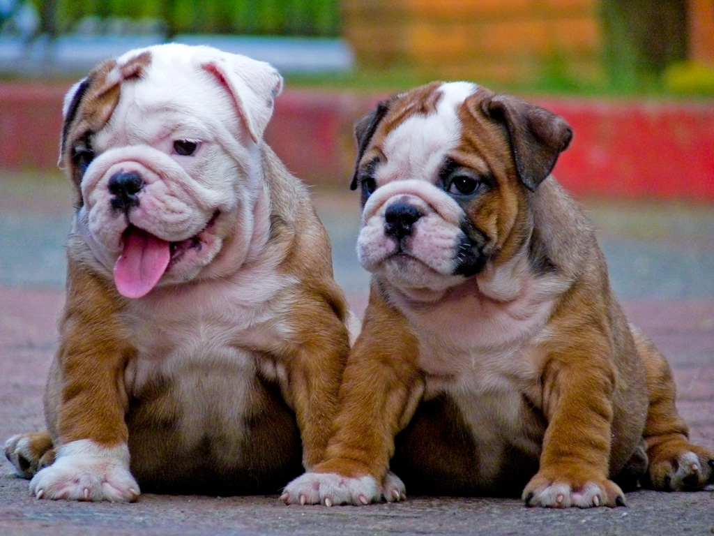English pupldog puppies