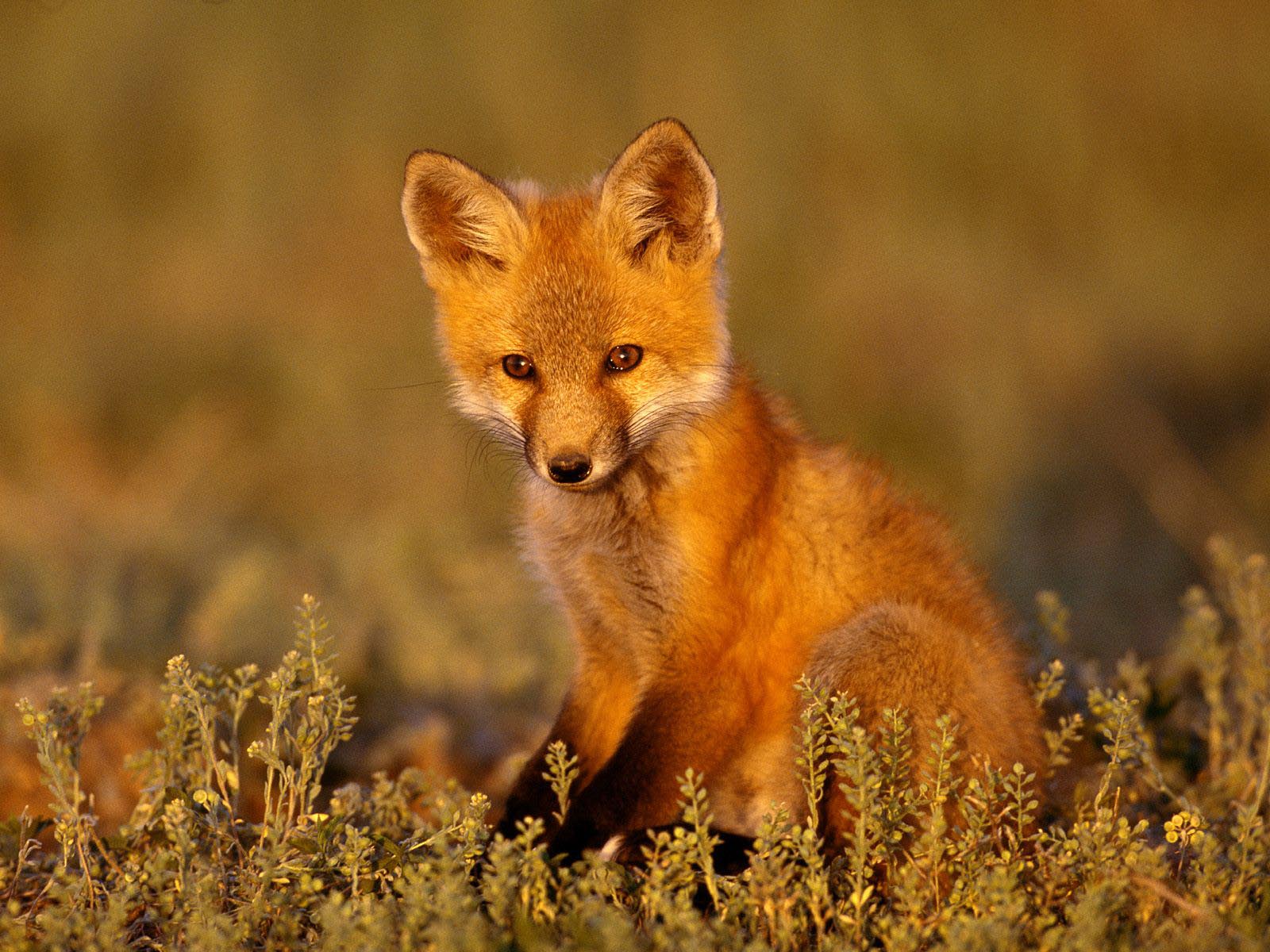 Giovane fox - giovane ghjattu