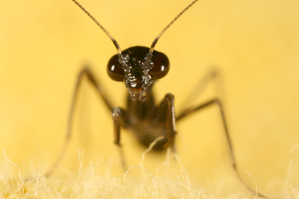 Ličinka mantije mravlje