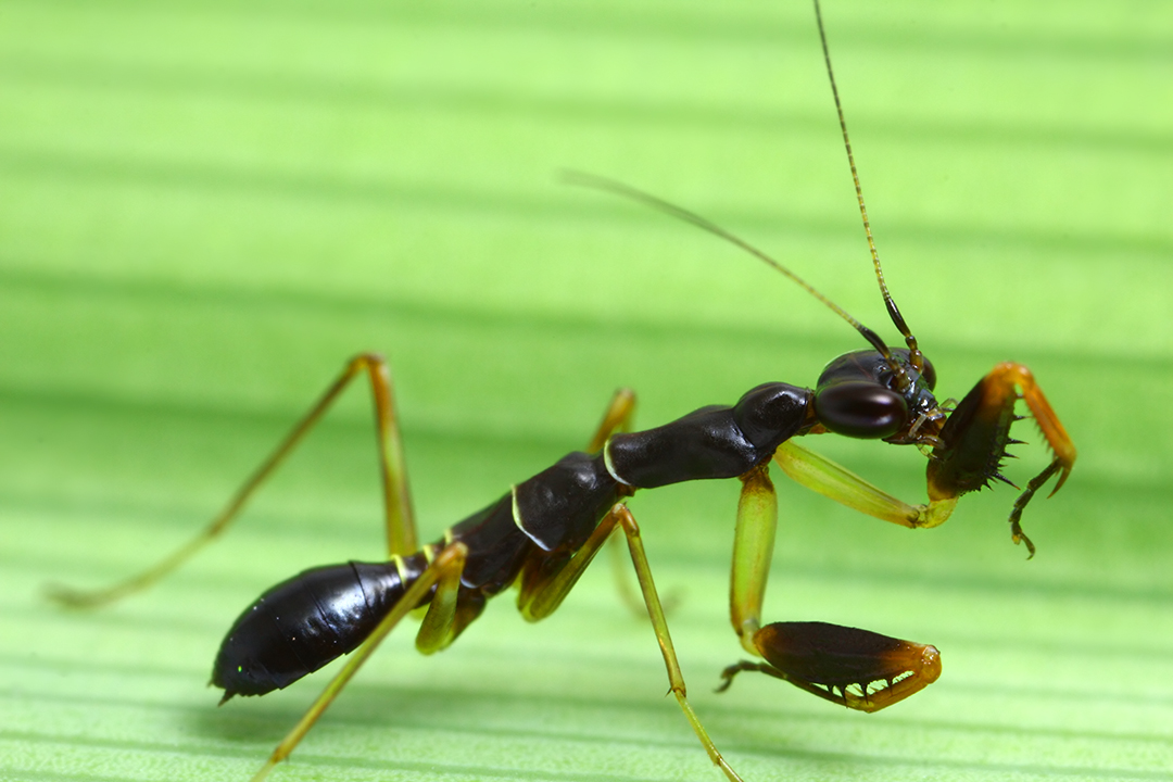 Grown up ant mantis