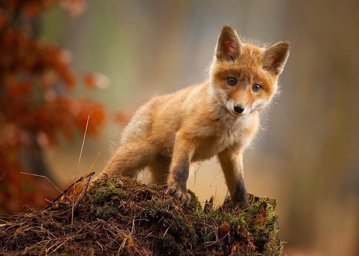 Junger Fuchs - junger Fuchs
