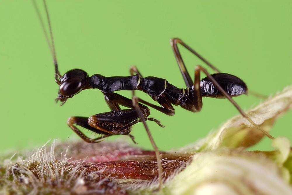 Mantis de formiga crescido