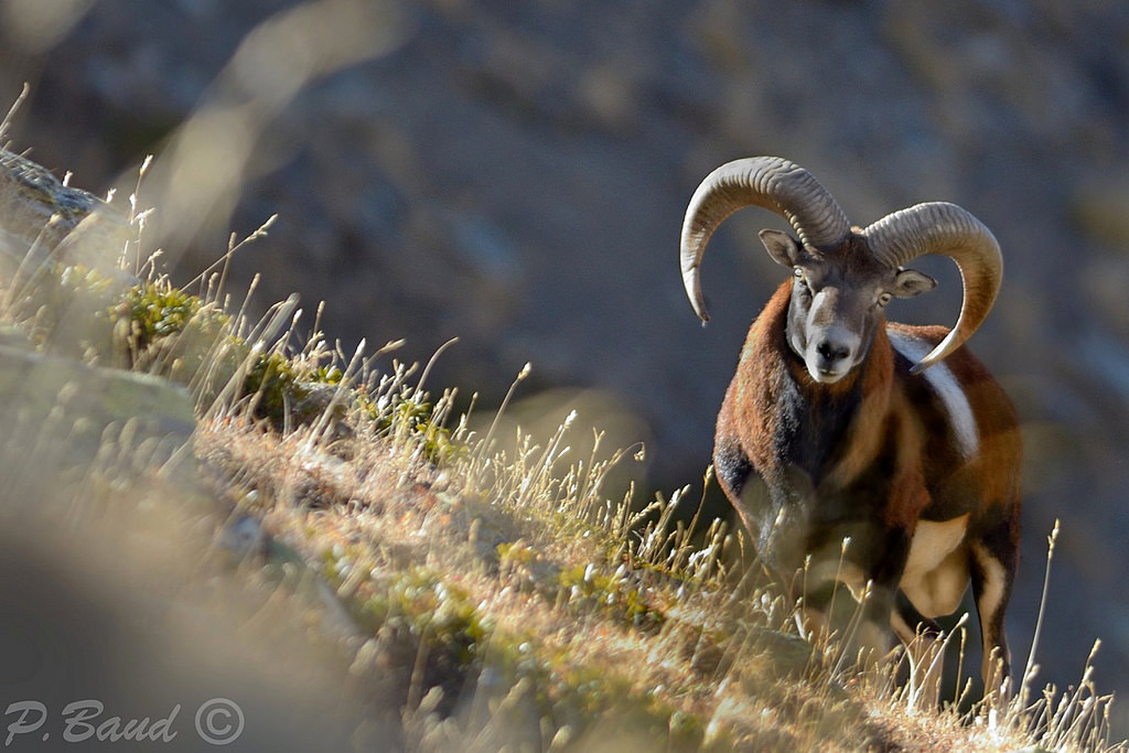 Mouflon mâle sur la pente