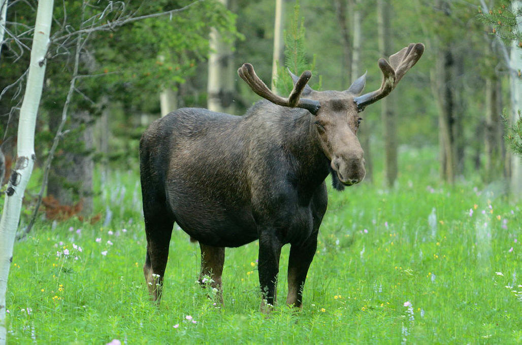 Mynd af moose