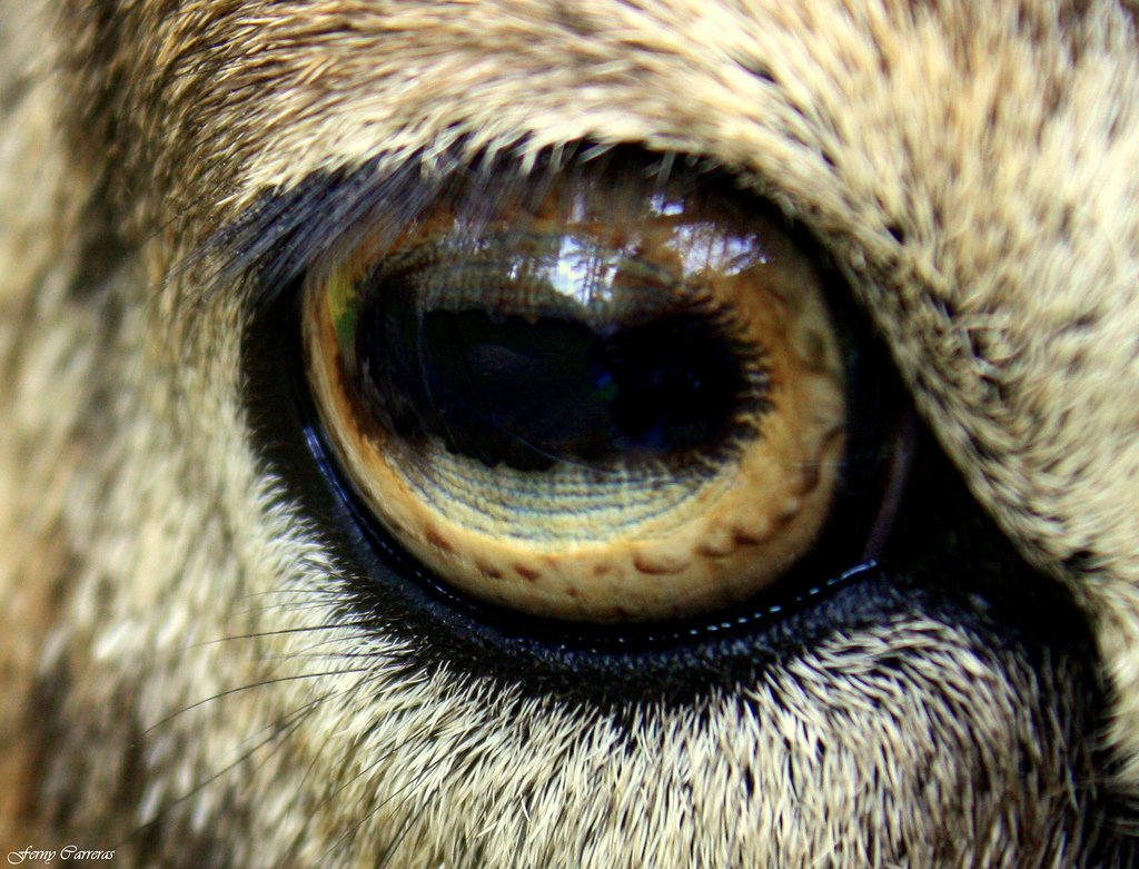 Fine del muflone ​​della capra dell'occhio su