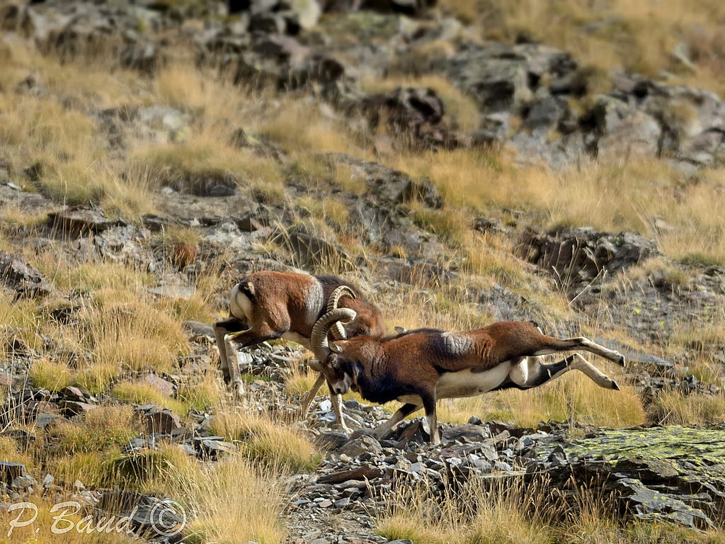 Ymladd mouflon gwrywaidd